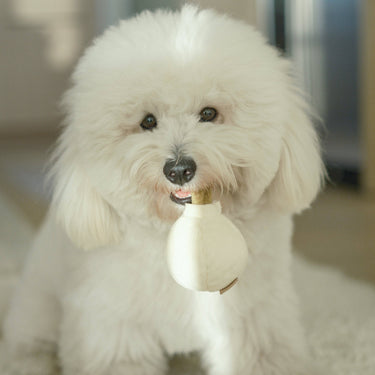 GARLIC POP//ENRICHMENT DOG TOY