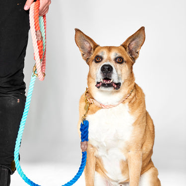 Sweet Pea Ombre Cotton Rope Dog Leash, Adjustable