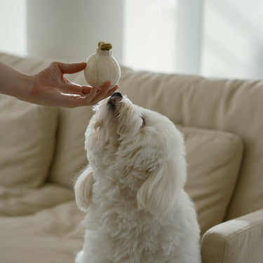 GARLIC POP//ENRICHMENT DOG TOY