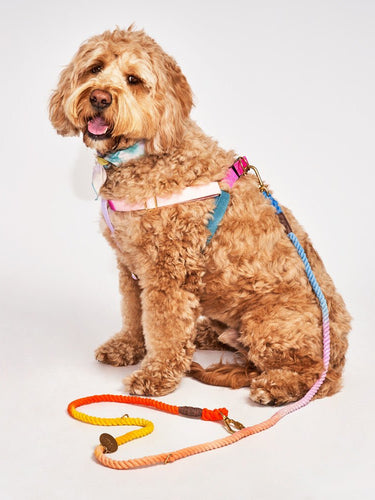 Found My Animal Jolie Webbing Dog HarnessDog & Cat HarnessesFound My AnimalXS