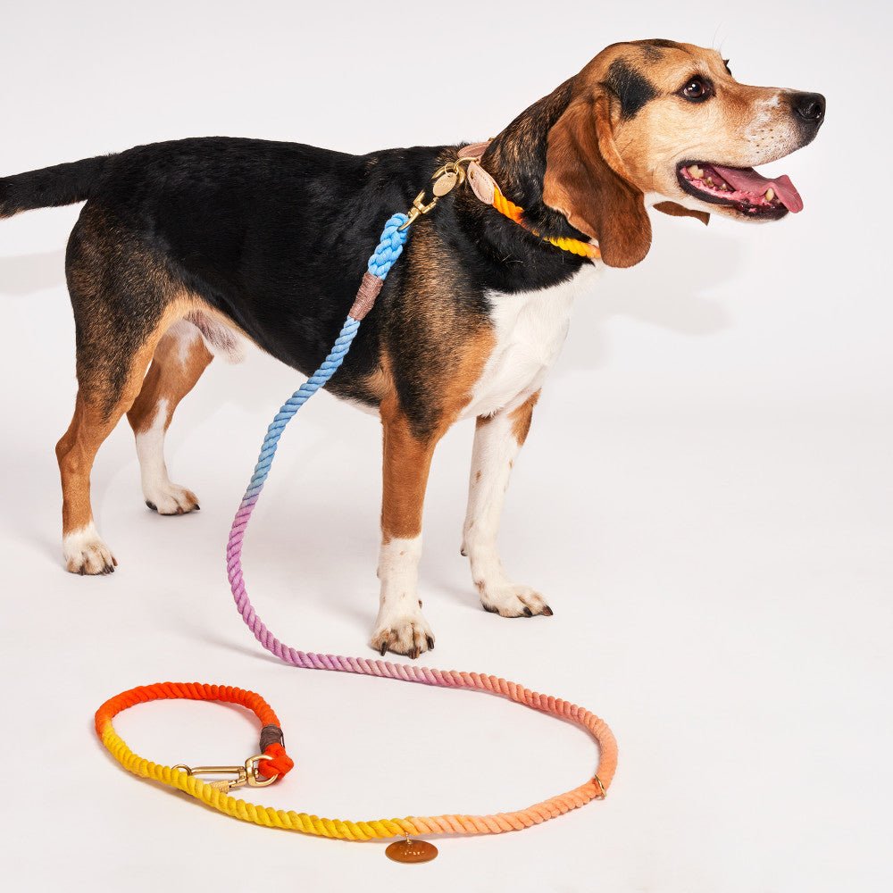 Black Rope Dog Leash, Standard – Found My Animal